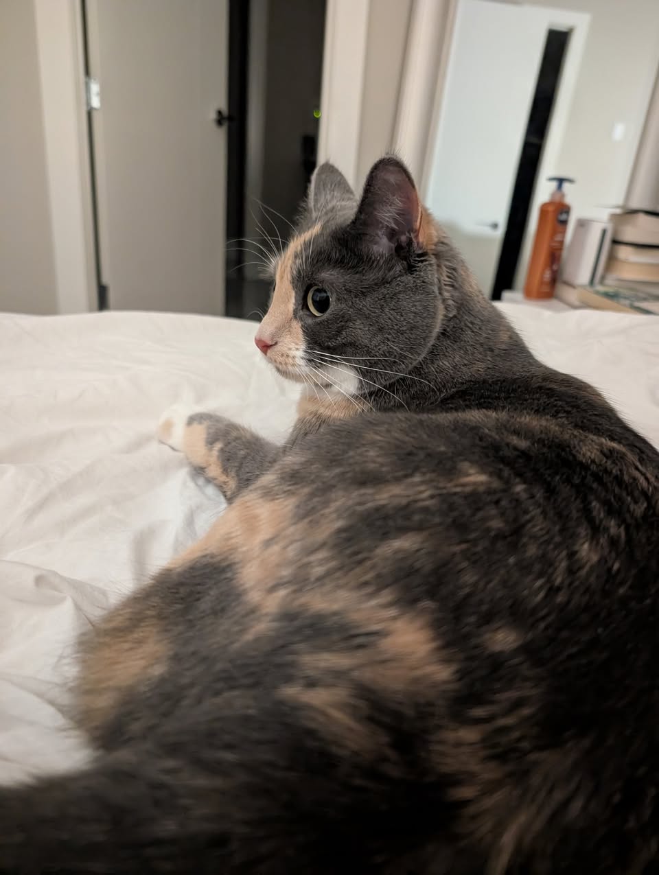 Lost cat