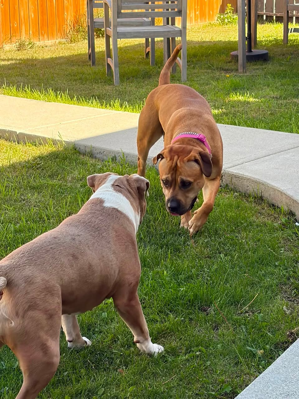 Found dog