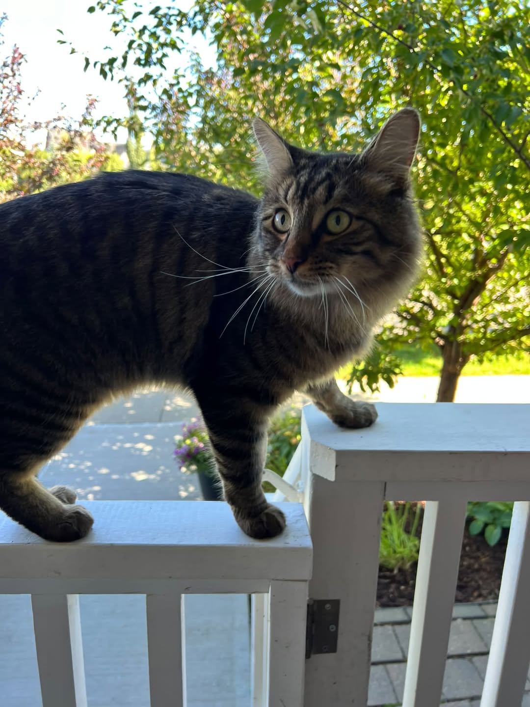 Lost Cat in Currie Barracks SW