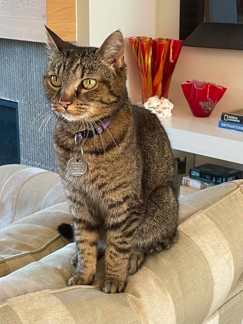 Lost Cat in Altadore