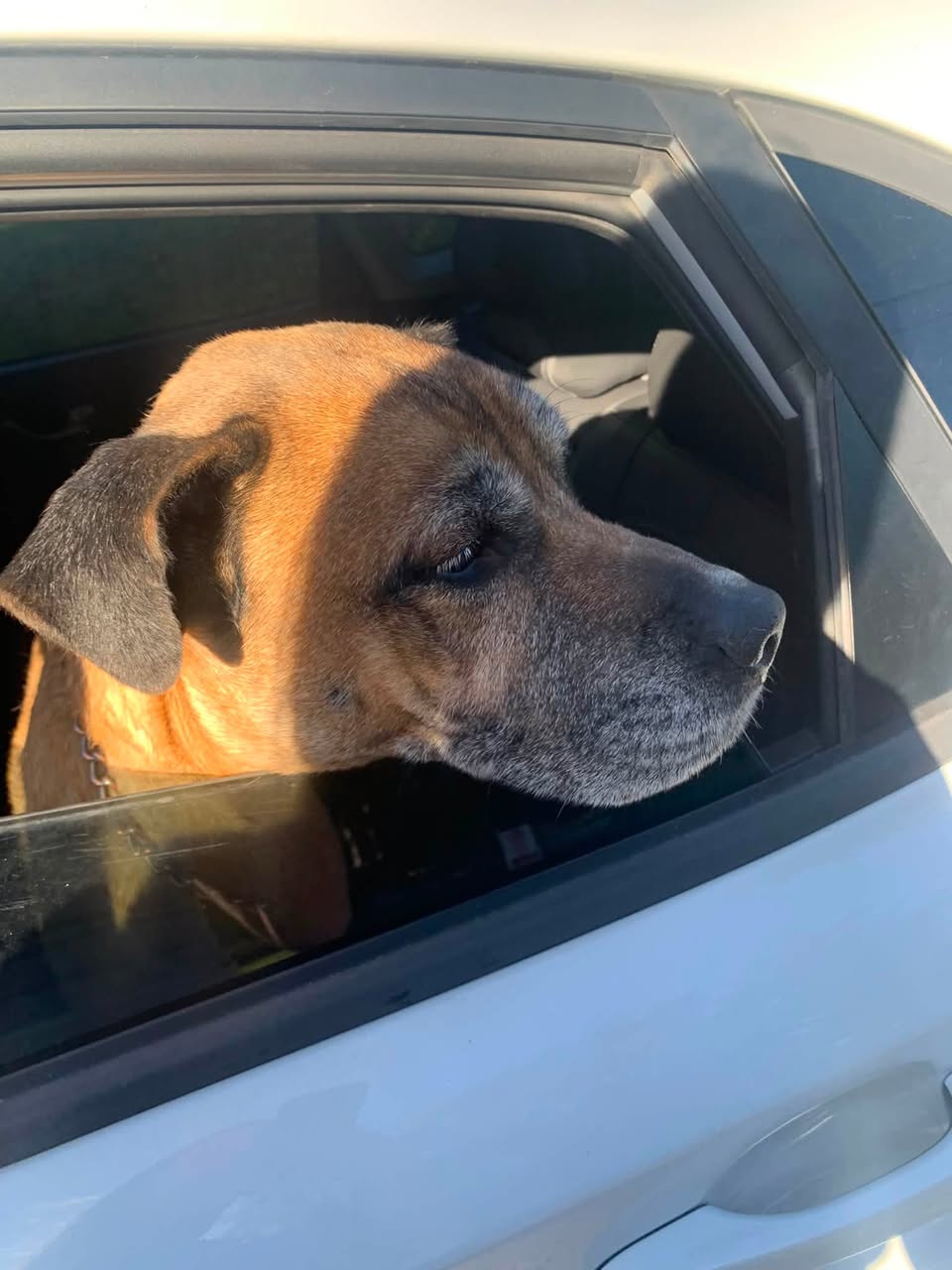 Found dog