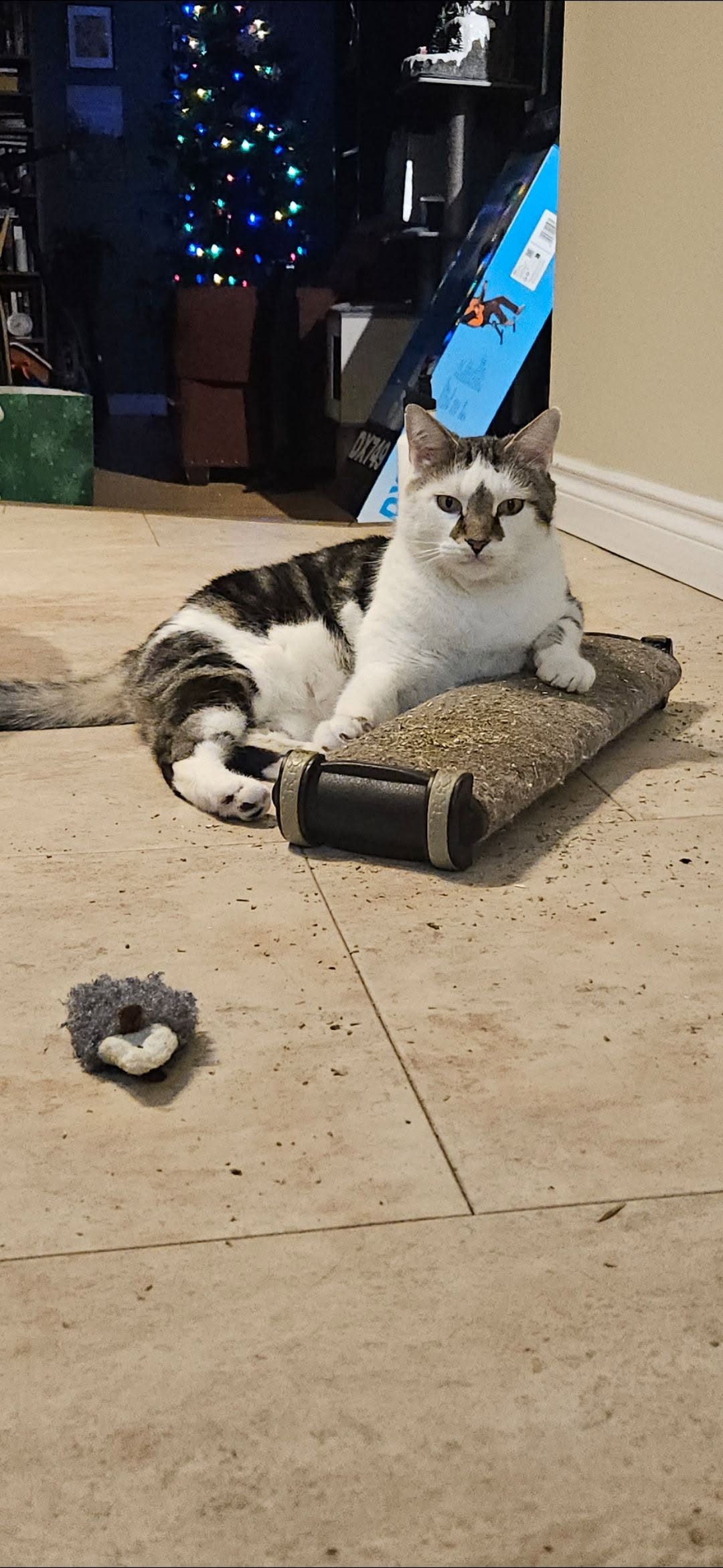 Lost cat