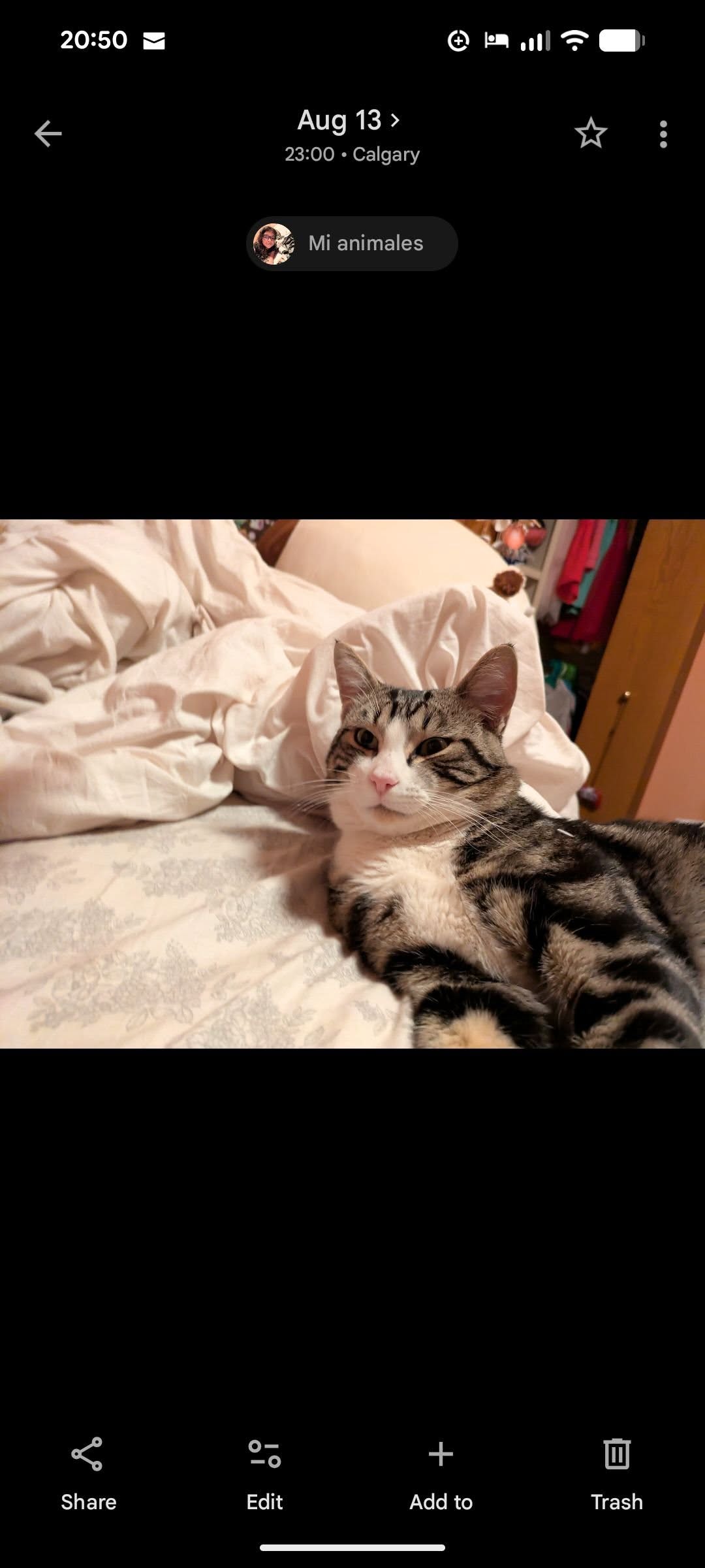 Lost Cat in Calgary