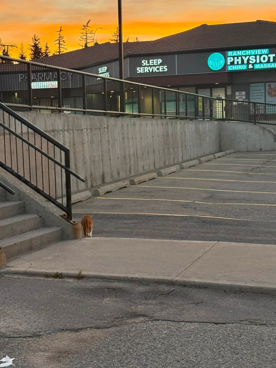 Found cat