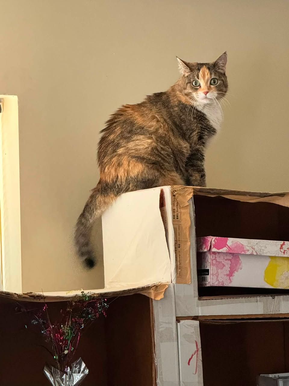 Lost cat