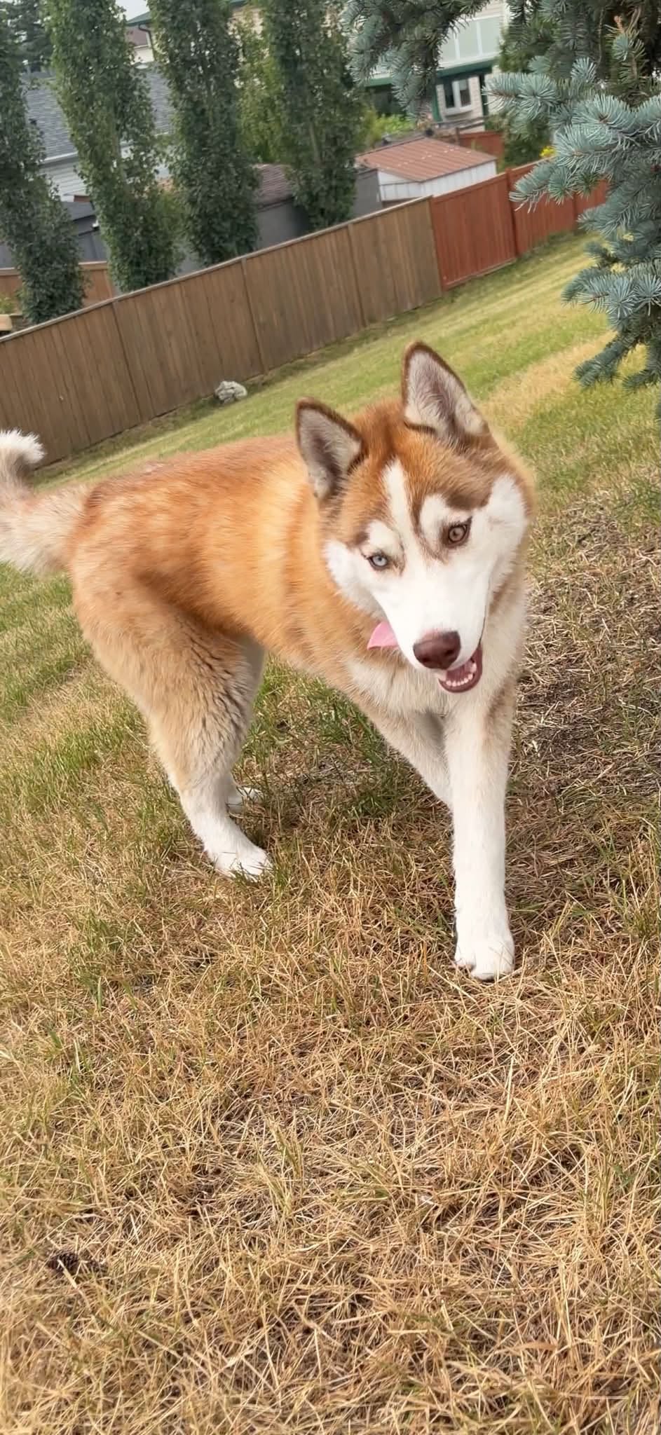 Lost Dog in Whitehorn NE