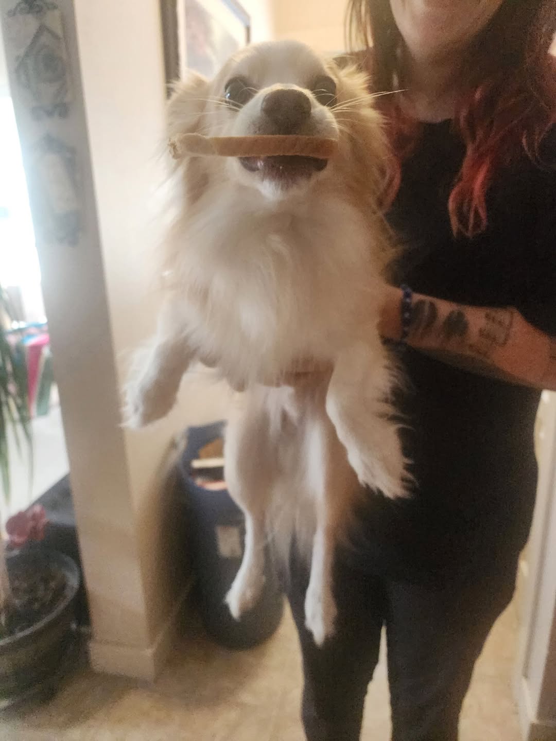 Lost dog