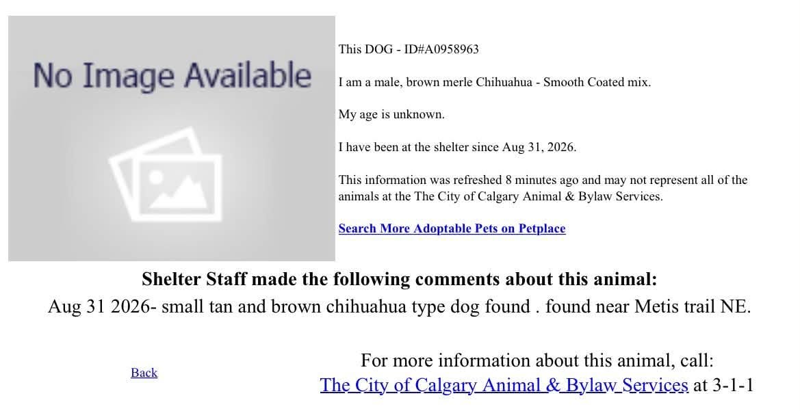 Found dog
