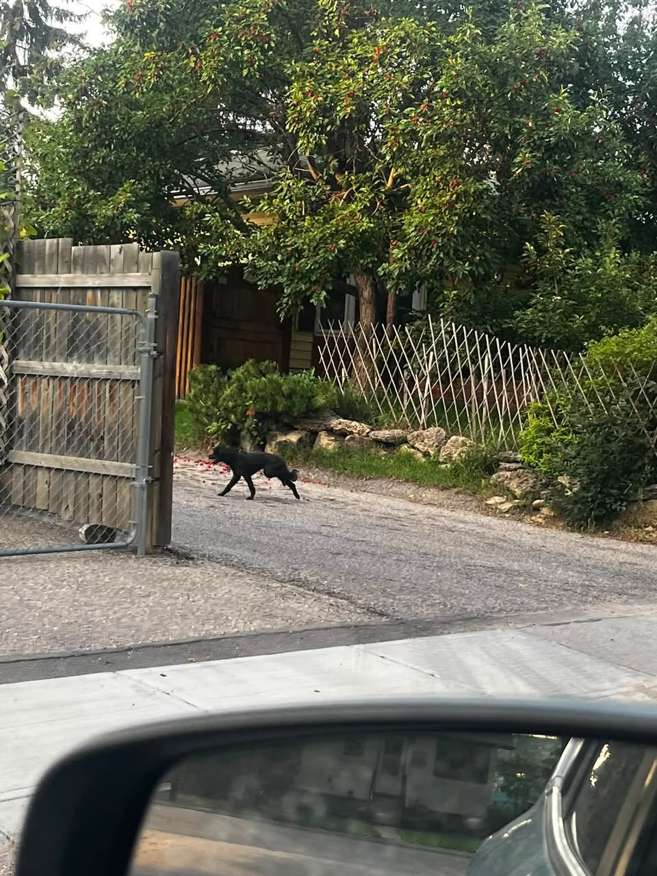 Found dog