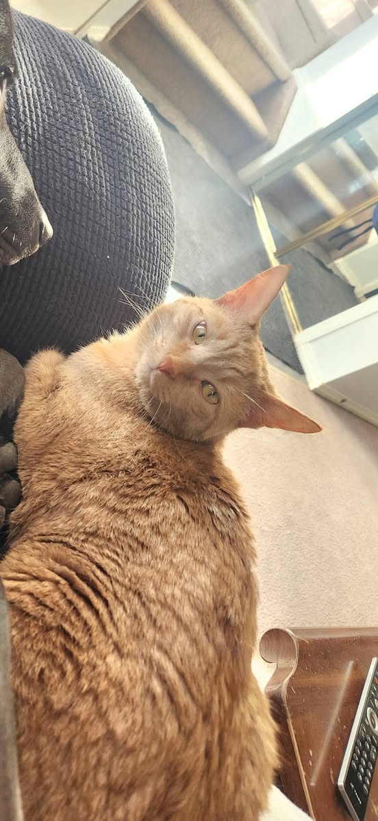 Lost Cat in Arbour Lake
