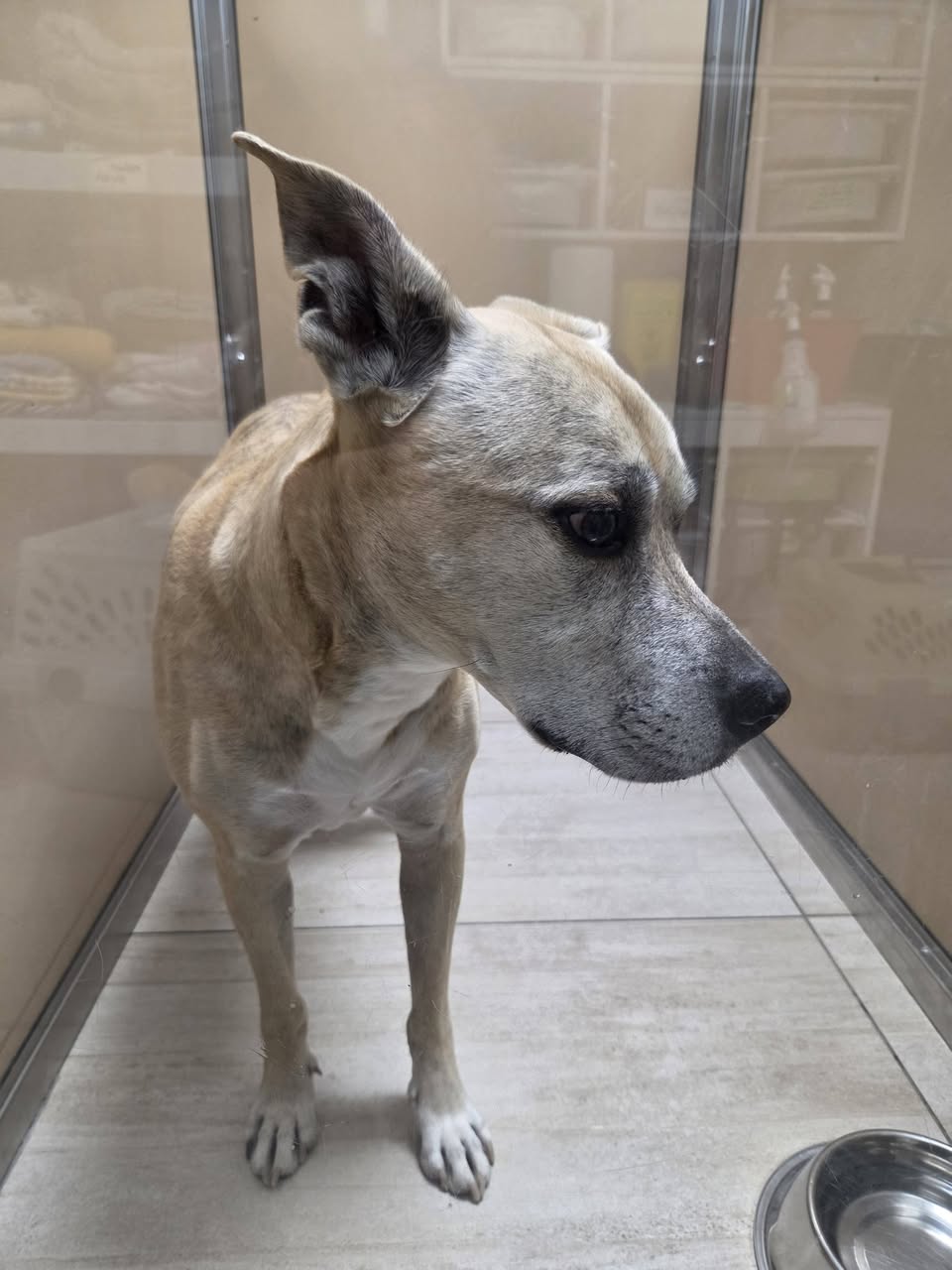 Found dog