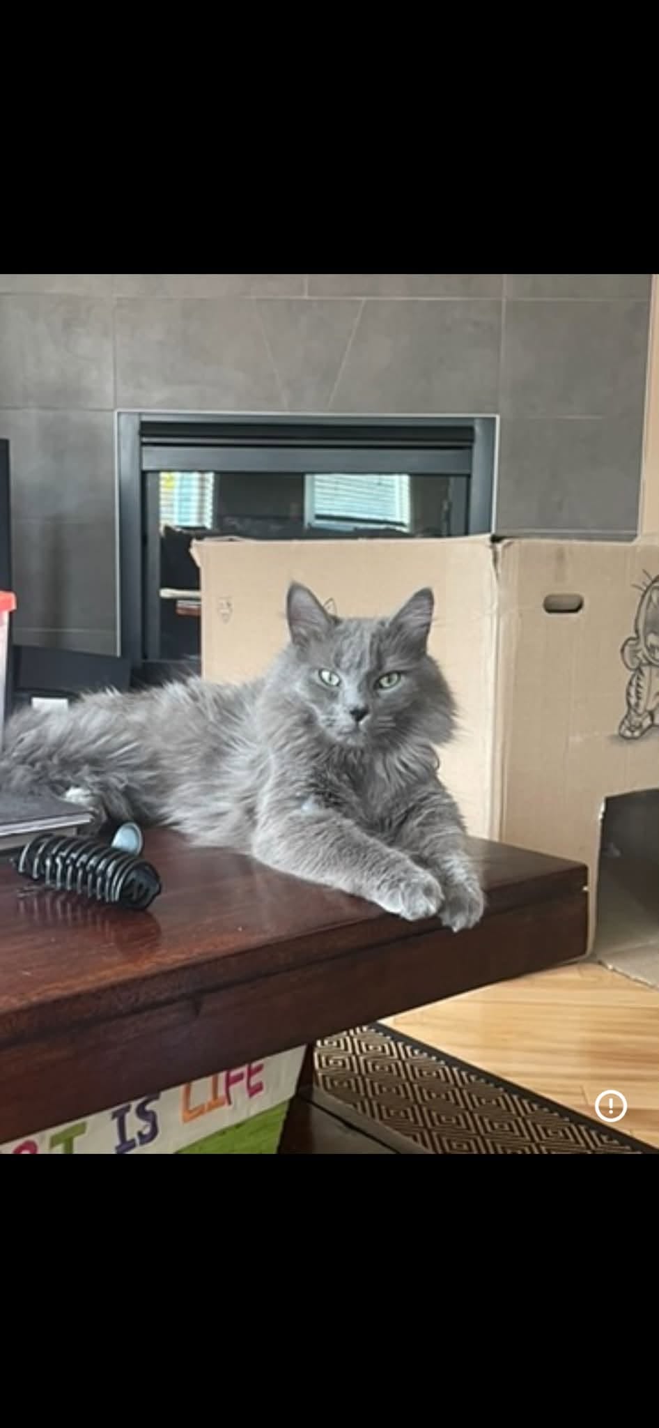 Lost Cat in Calgary