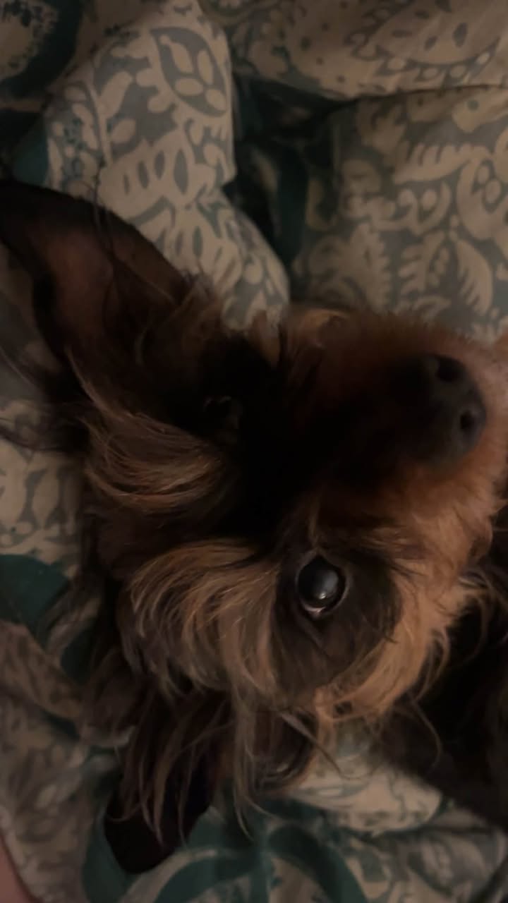 Lost dog