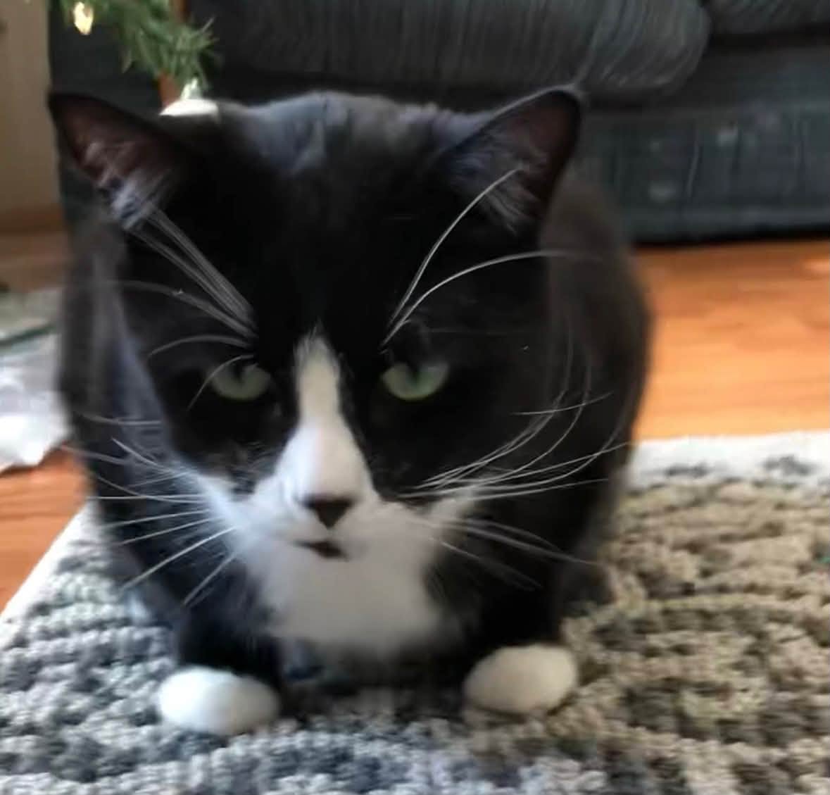 Lost Cat in Silver Springs