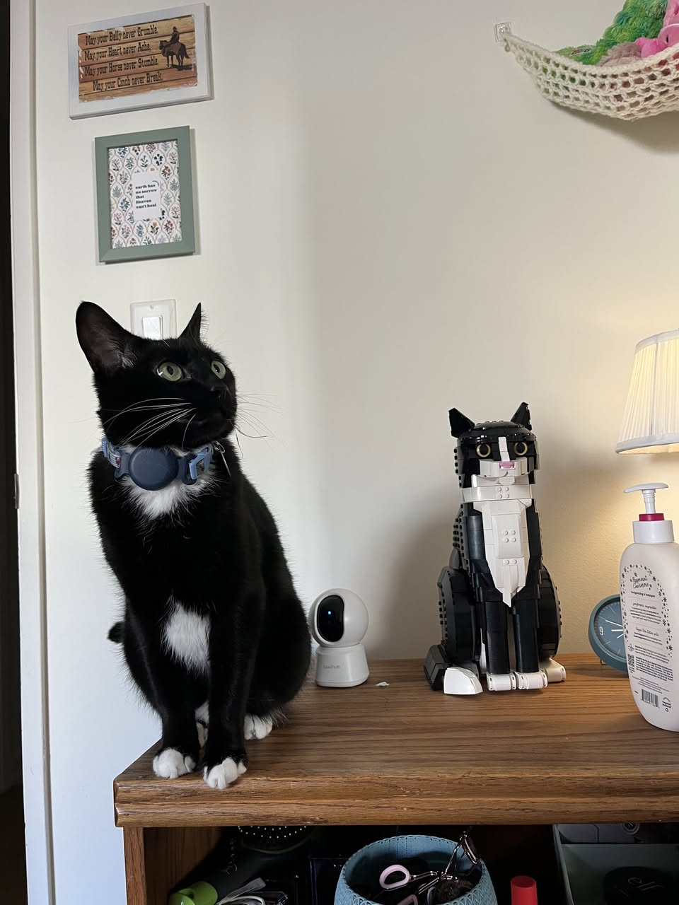 Lost cat
