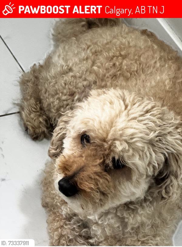 Lost Dog in Calgary