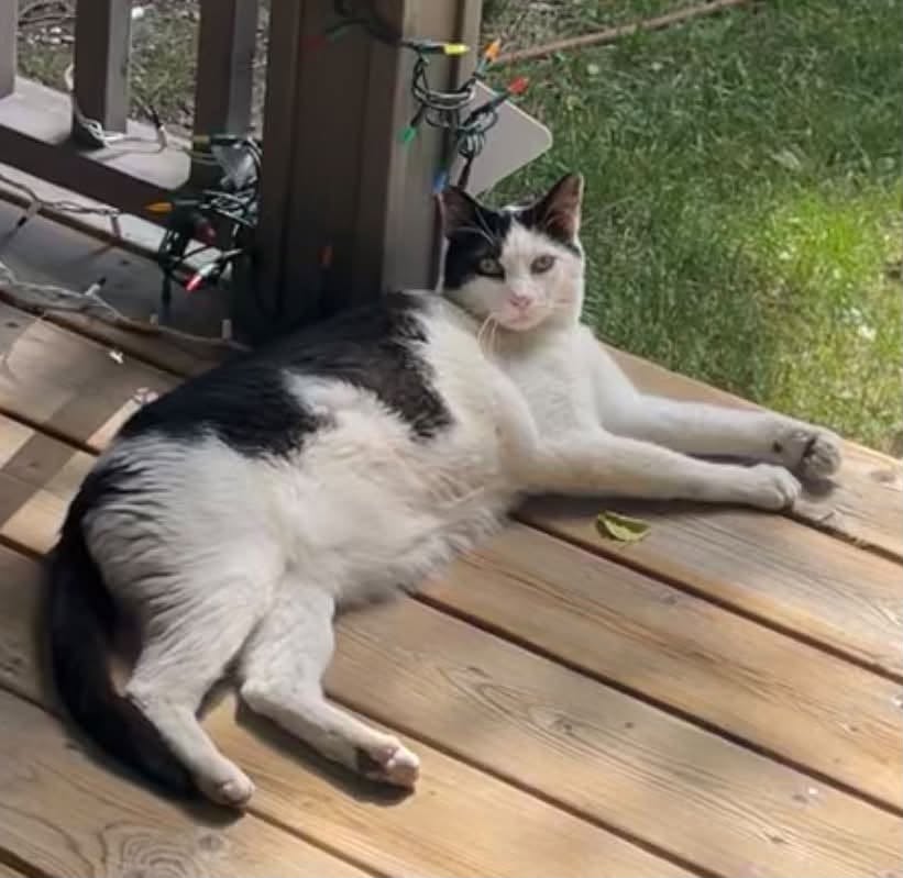 Found cat