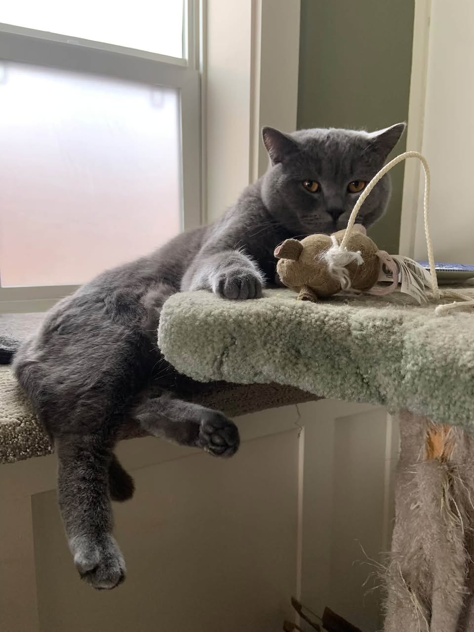 Lost Cat in Calgary