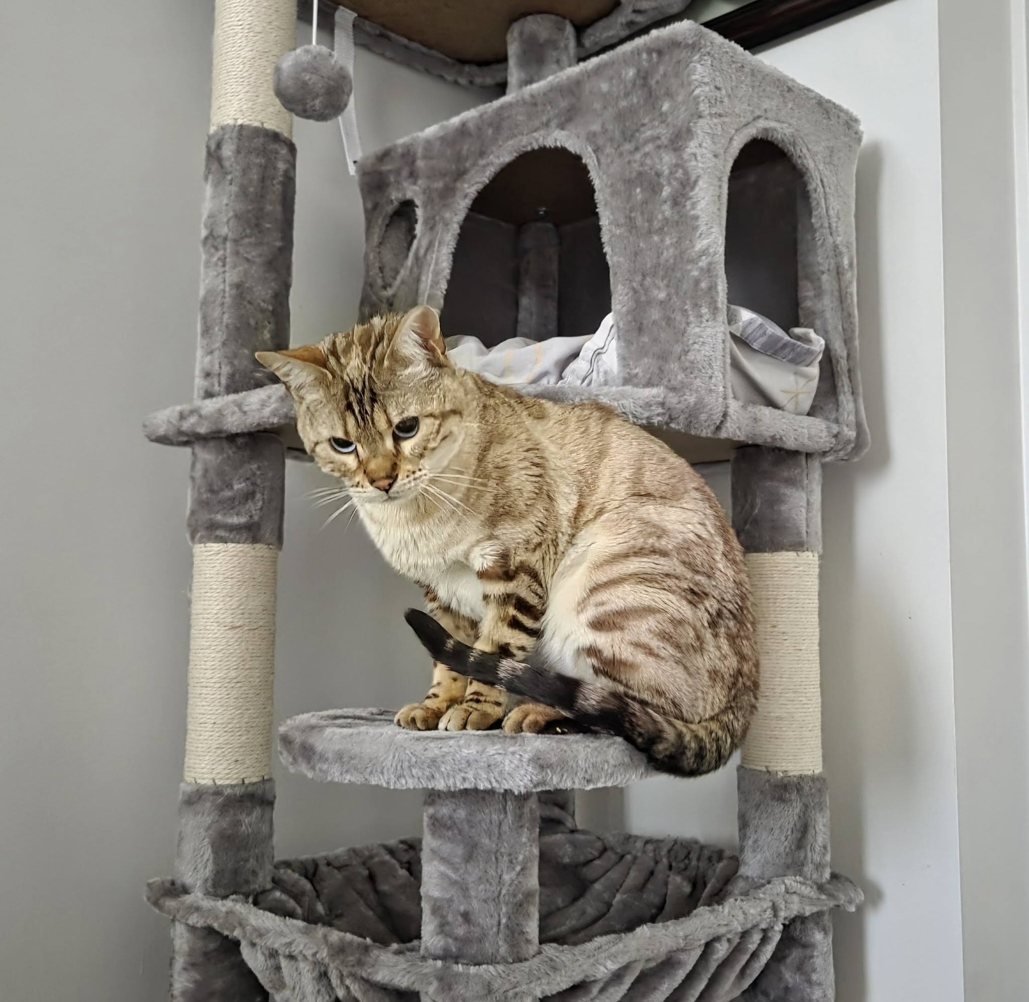 Lost Cat in Yorkville
