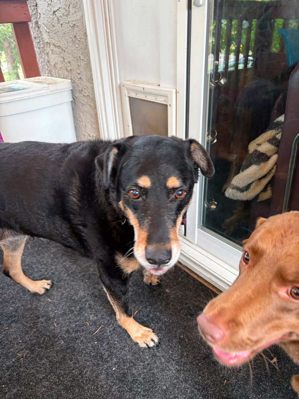 Found dog
