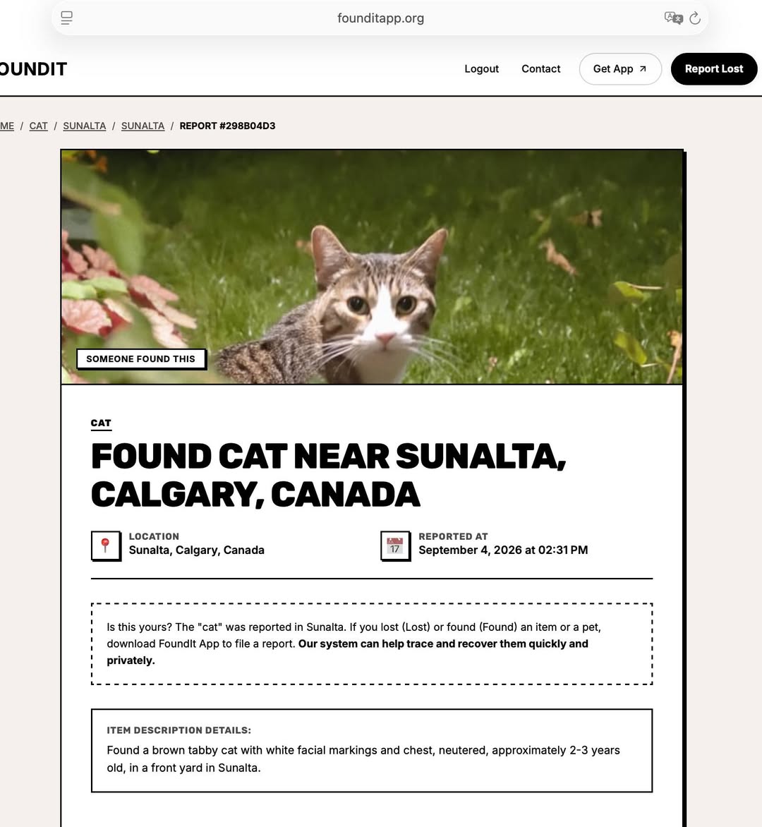 Found cat