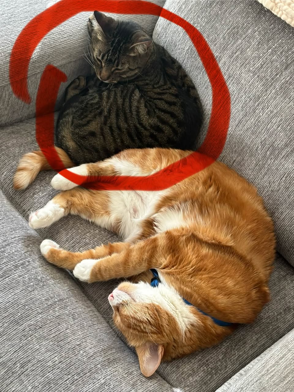 Lost Cat in Coverton Mews NE