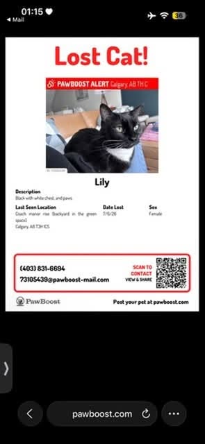 Lost cat