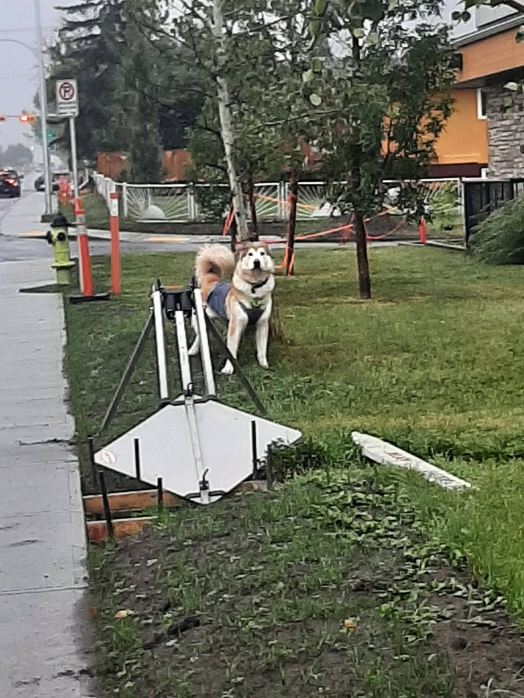Found dog