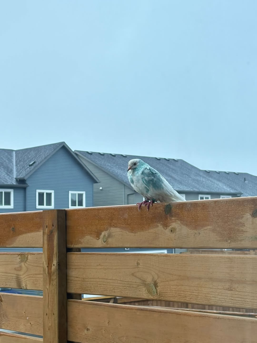 Found bird