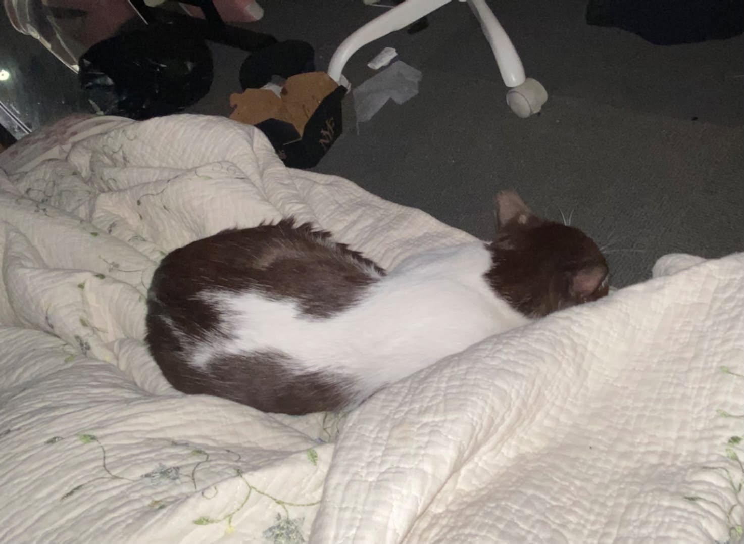 Lost Cat in Highwood