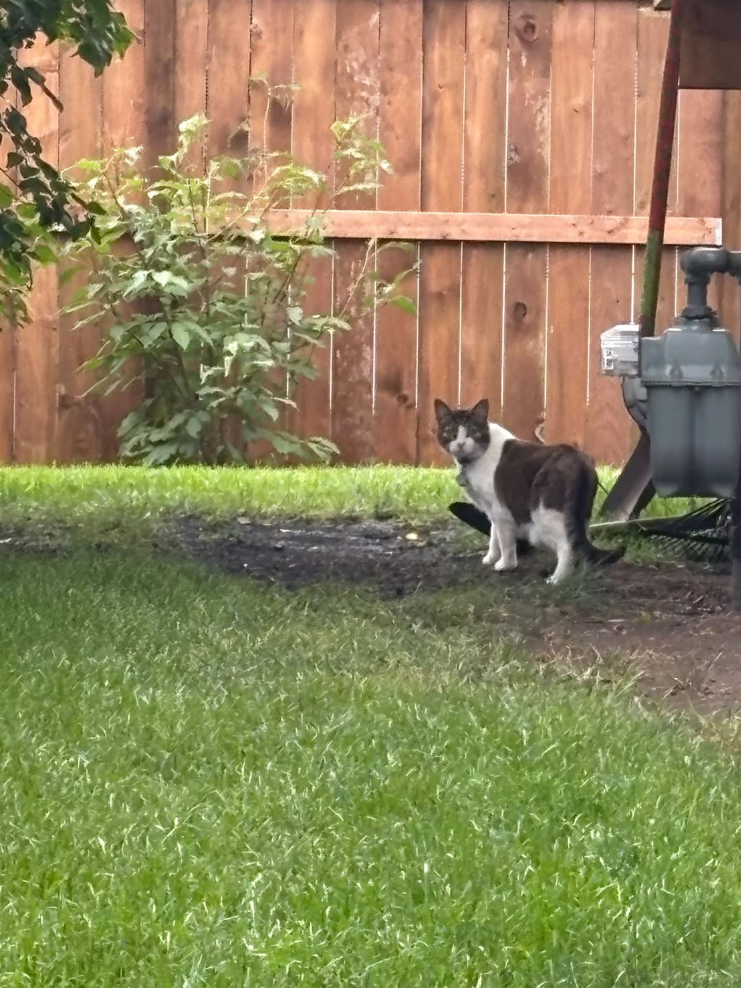 Found cat