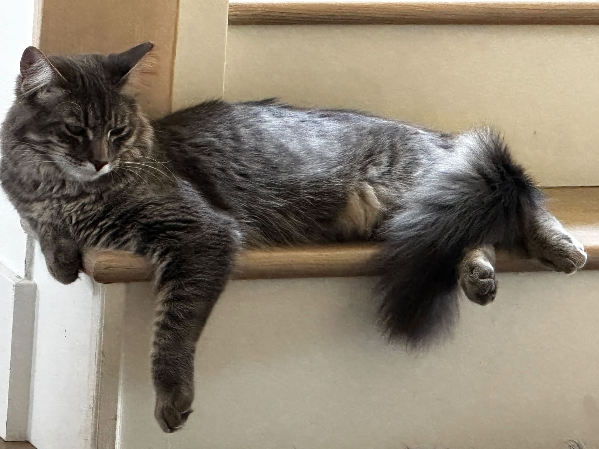 Lost Cat in Skyview