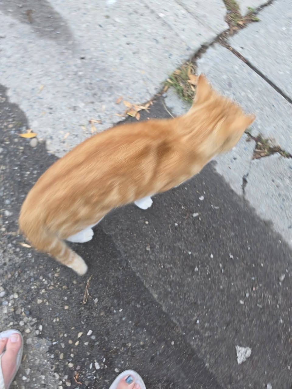 Found cat