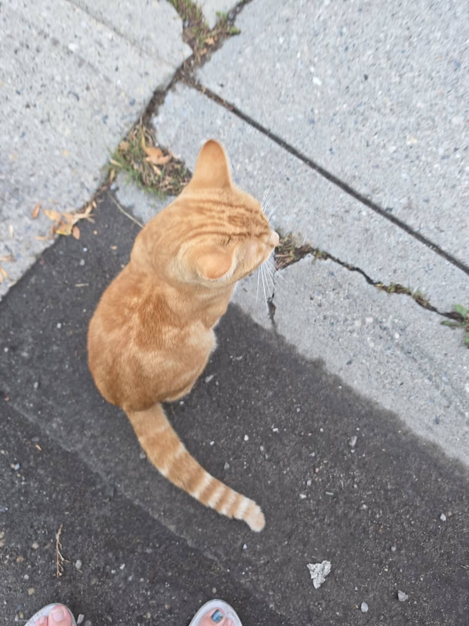 Found cat