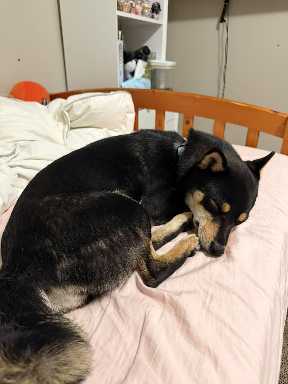 Lost Dog in Millrise SW