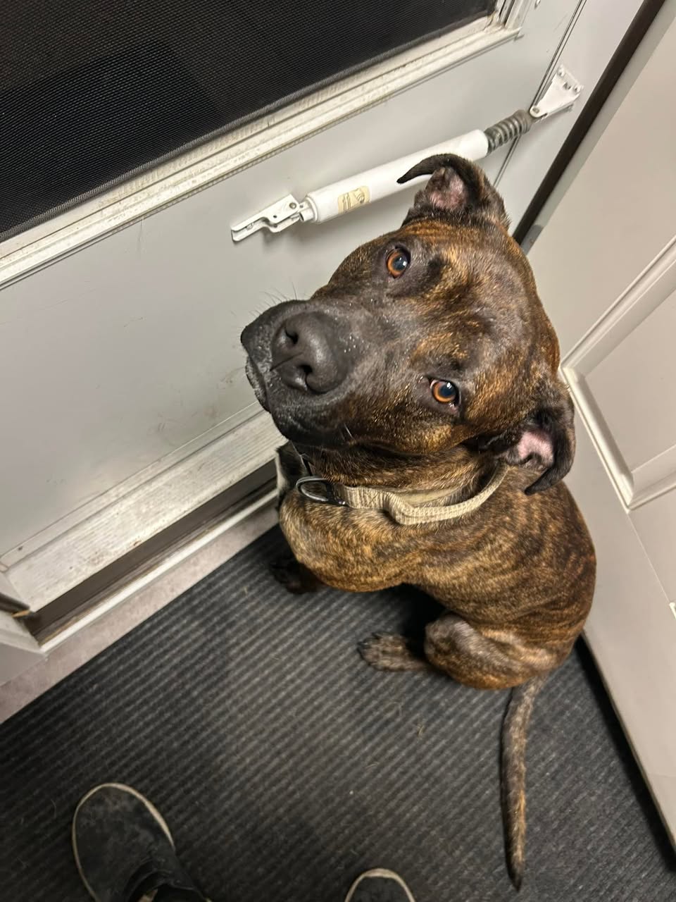 Found dog