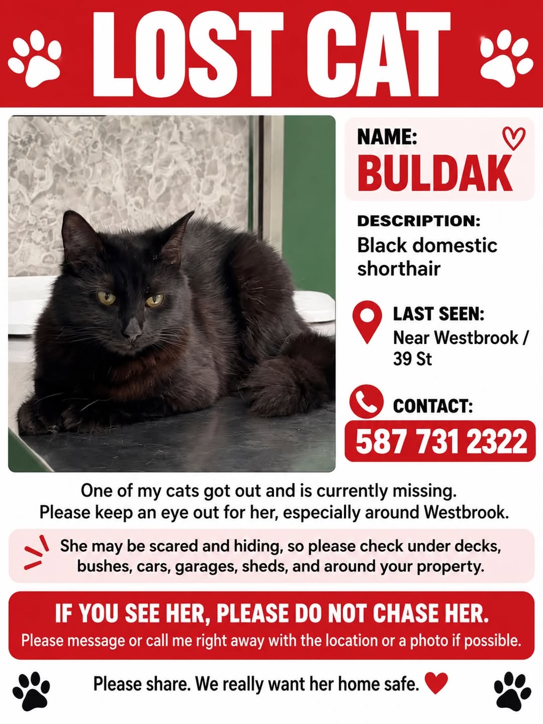 Lost Cat in Calgary