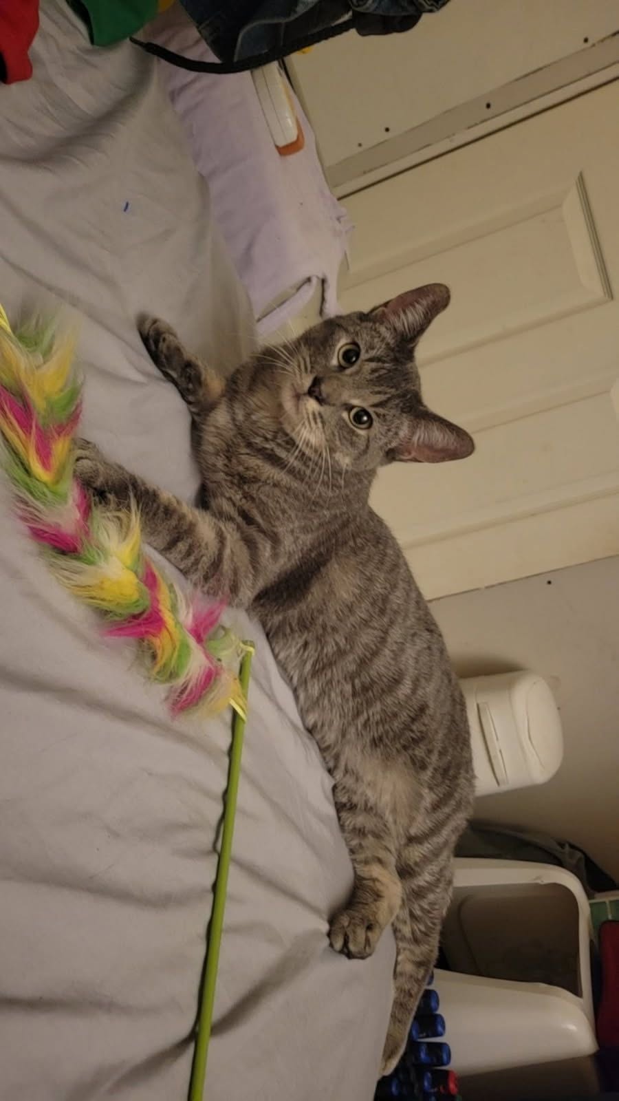 Lost cat