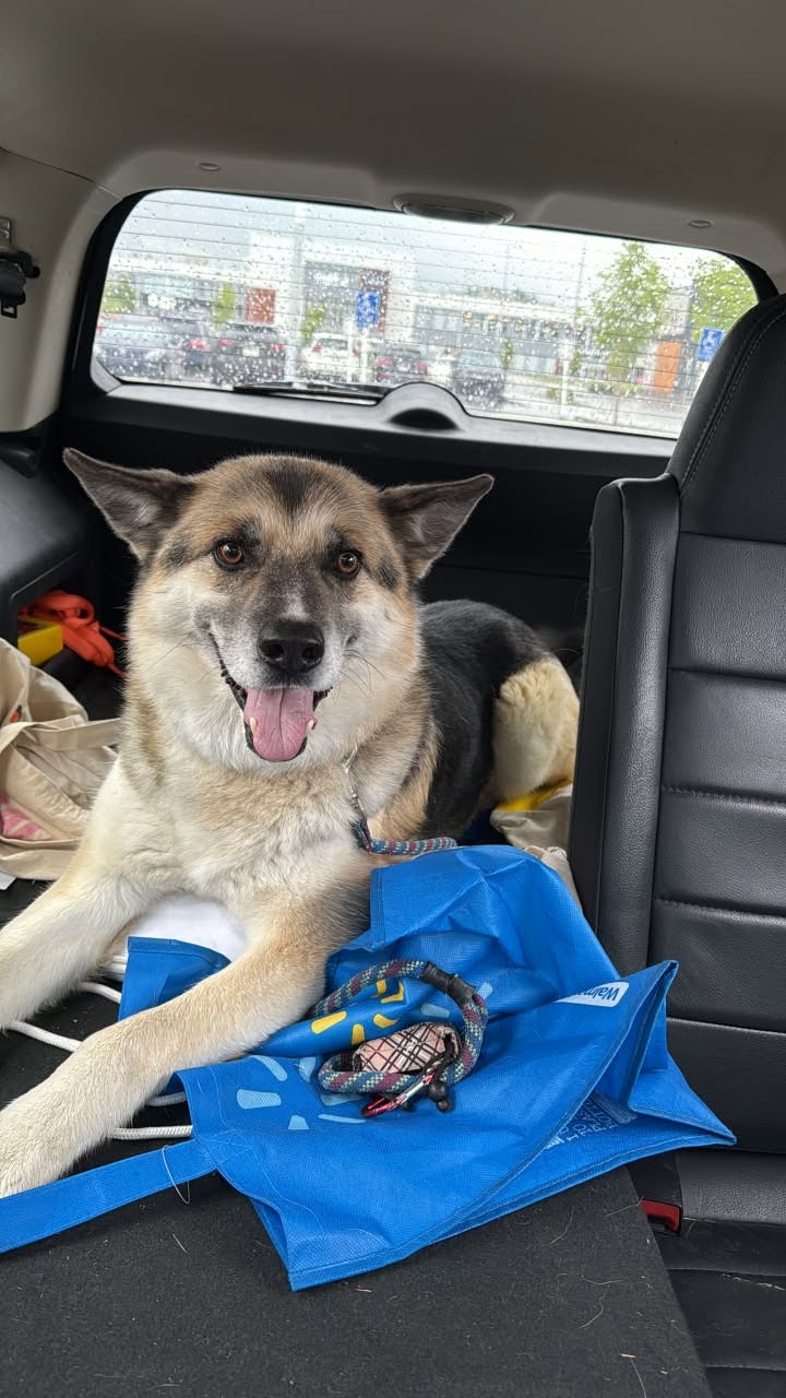 Found dog