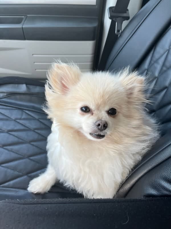 Lost Dog in Didsbury
