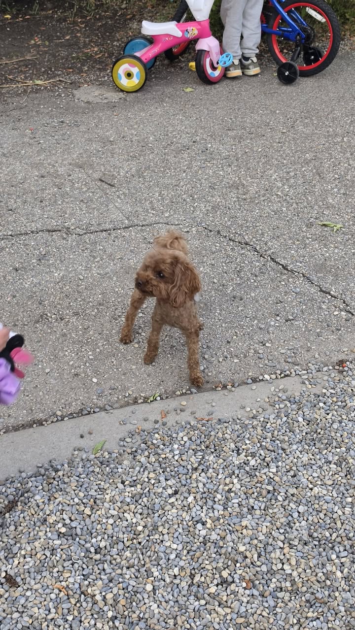 Lost dog