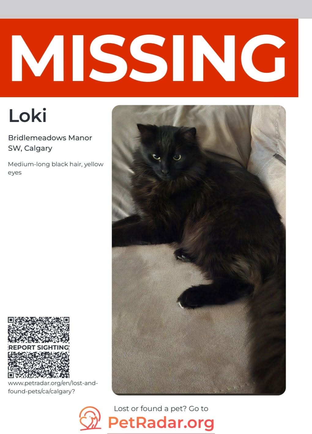 Lost cat