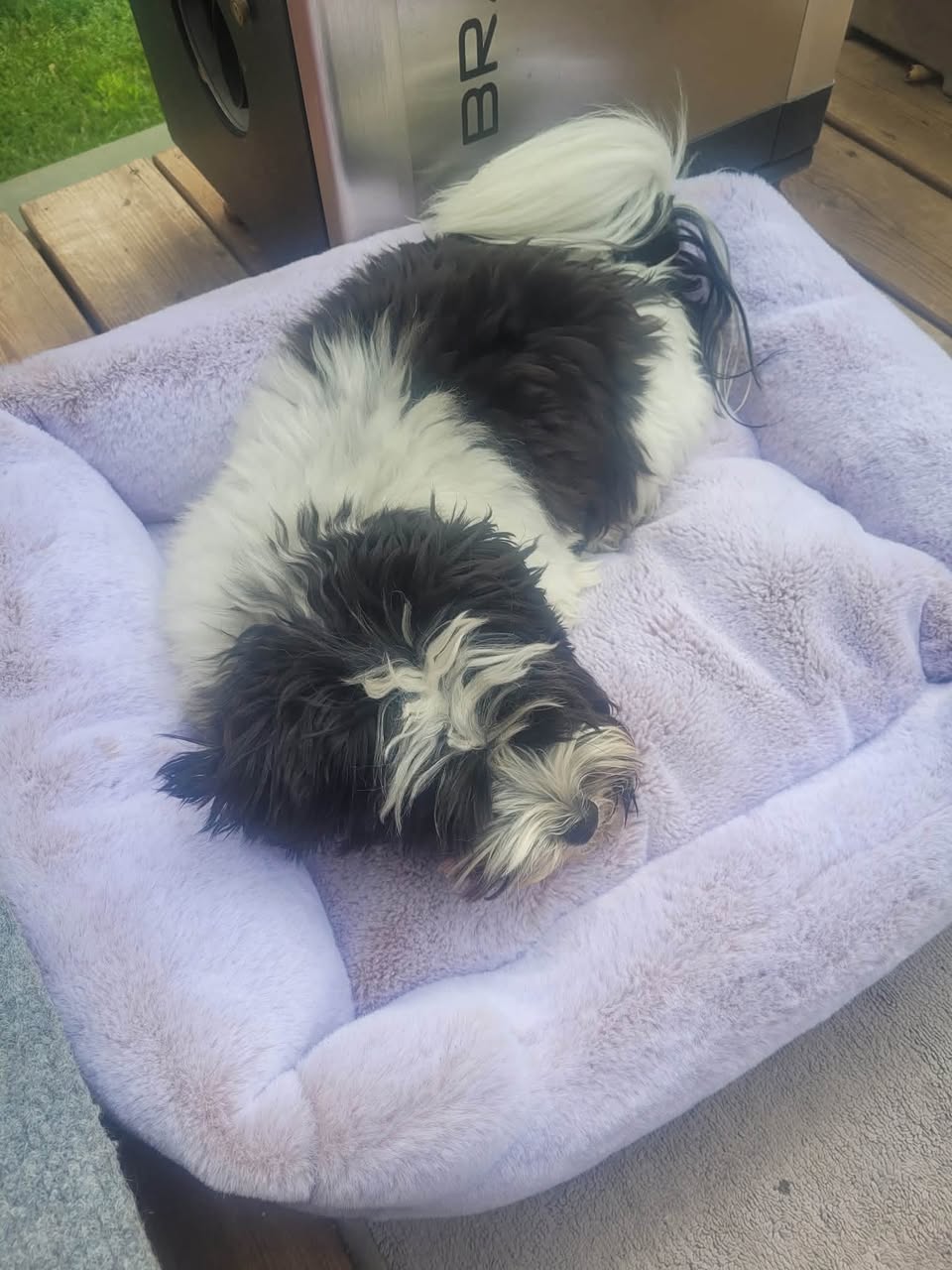 Lost dog