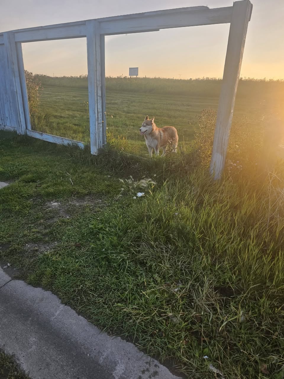 Found dog