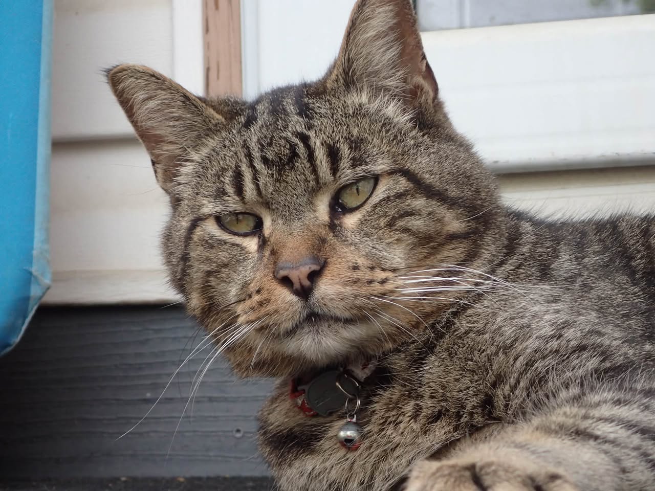 Found cat