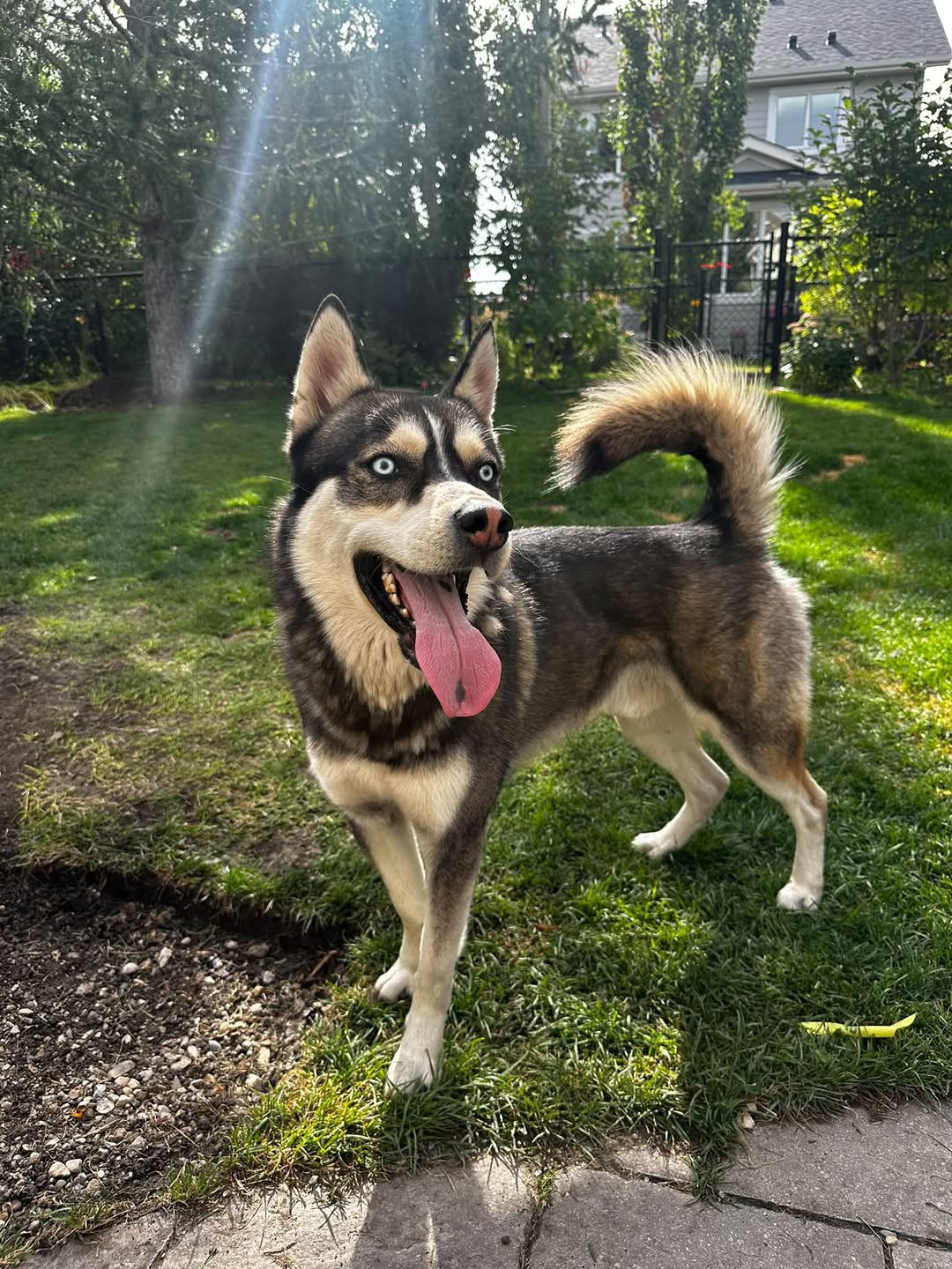 Found dog