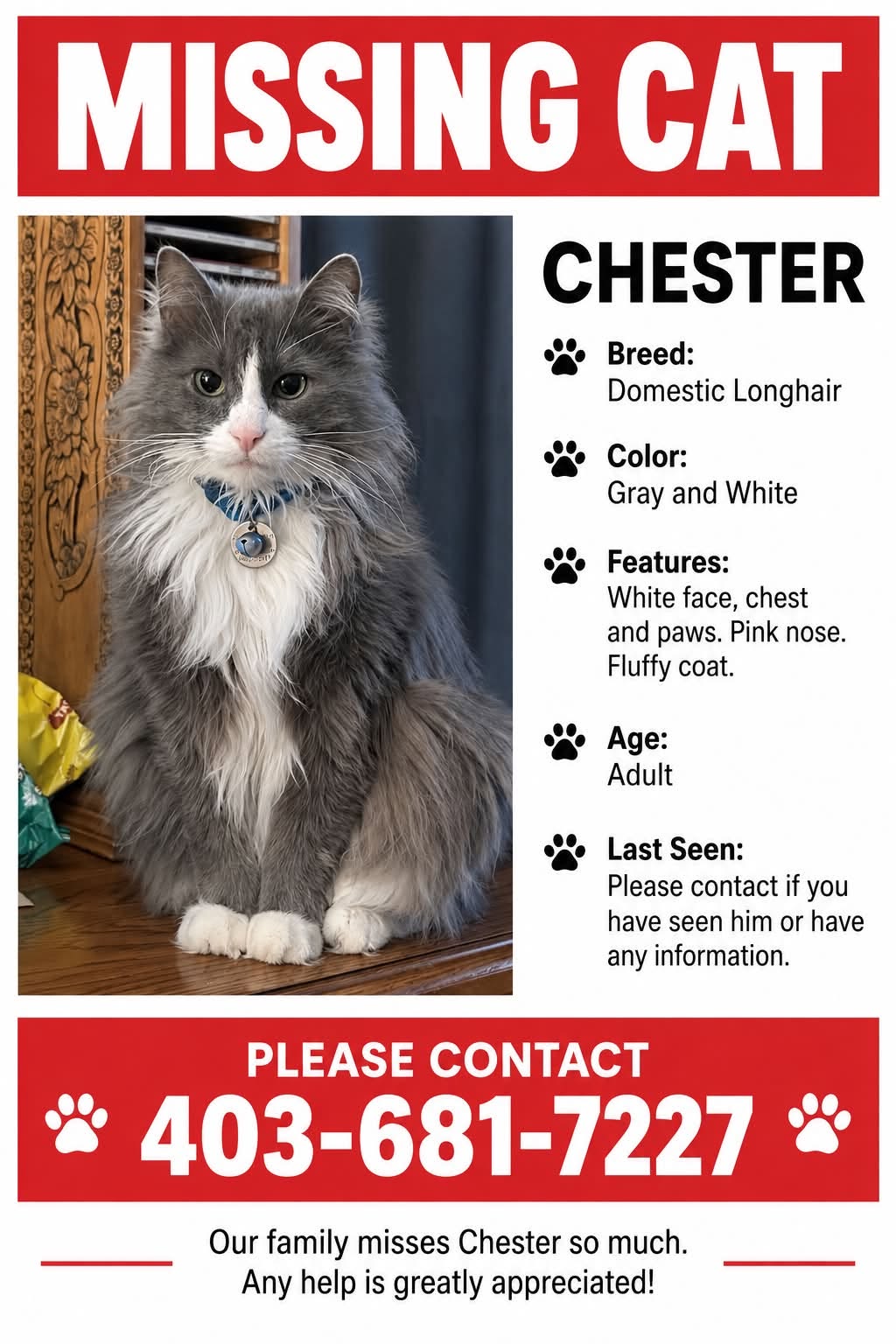 Lost Cat in Sundance
