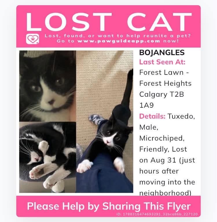 Lost Cat in Forest Lawn