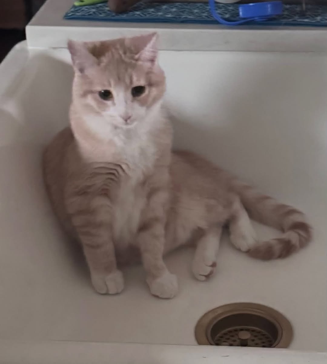 Lost Cat in Scarboro/Sunalta