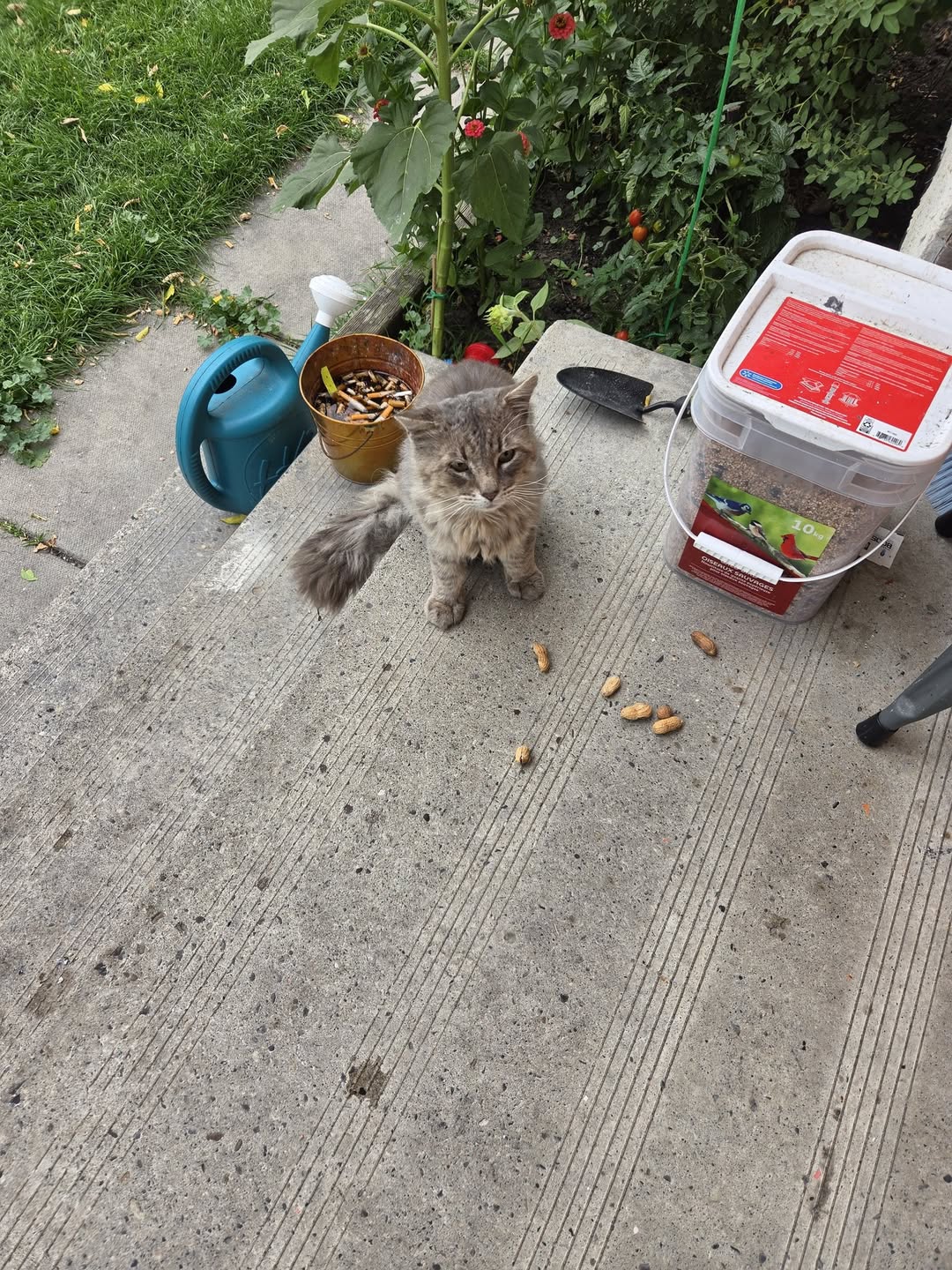 Found cat